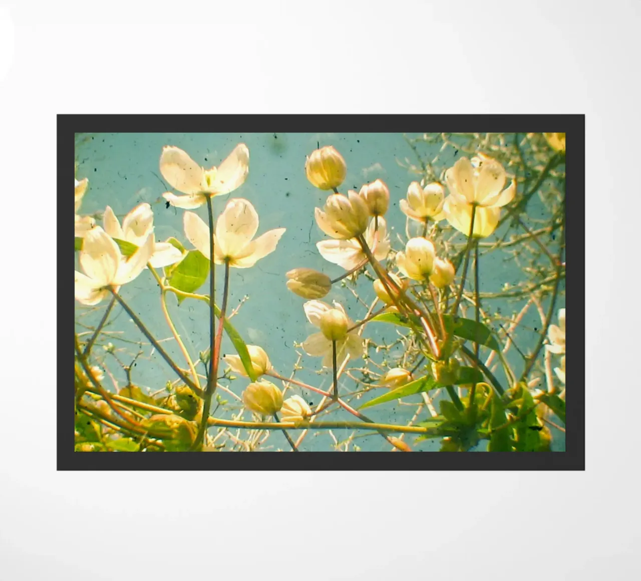 Guardate in alto e vedrete zerbino da Cassia Beck Photography