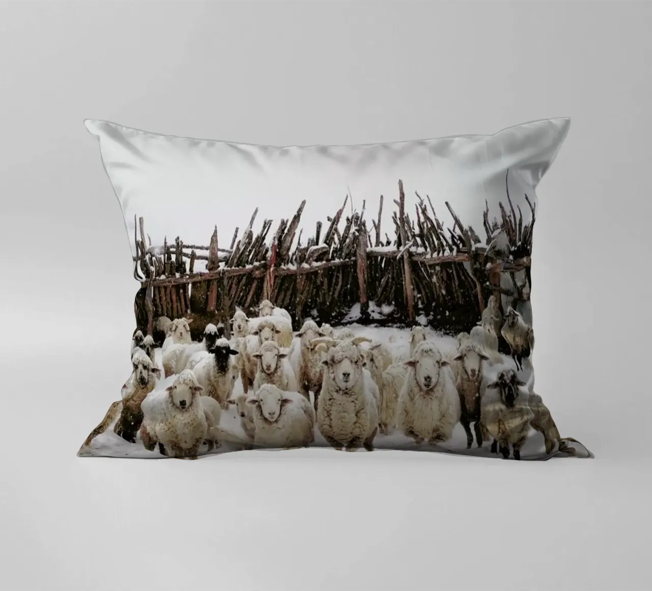Snowy Sheep Stare cuscino da Kevin Russ