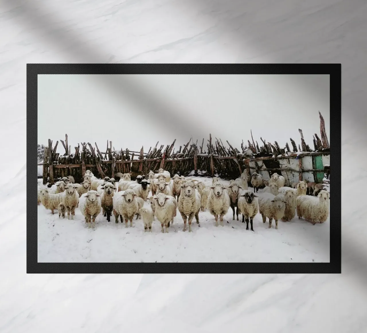 Snowy Sheep Stare zerbino da Kevin Russ