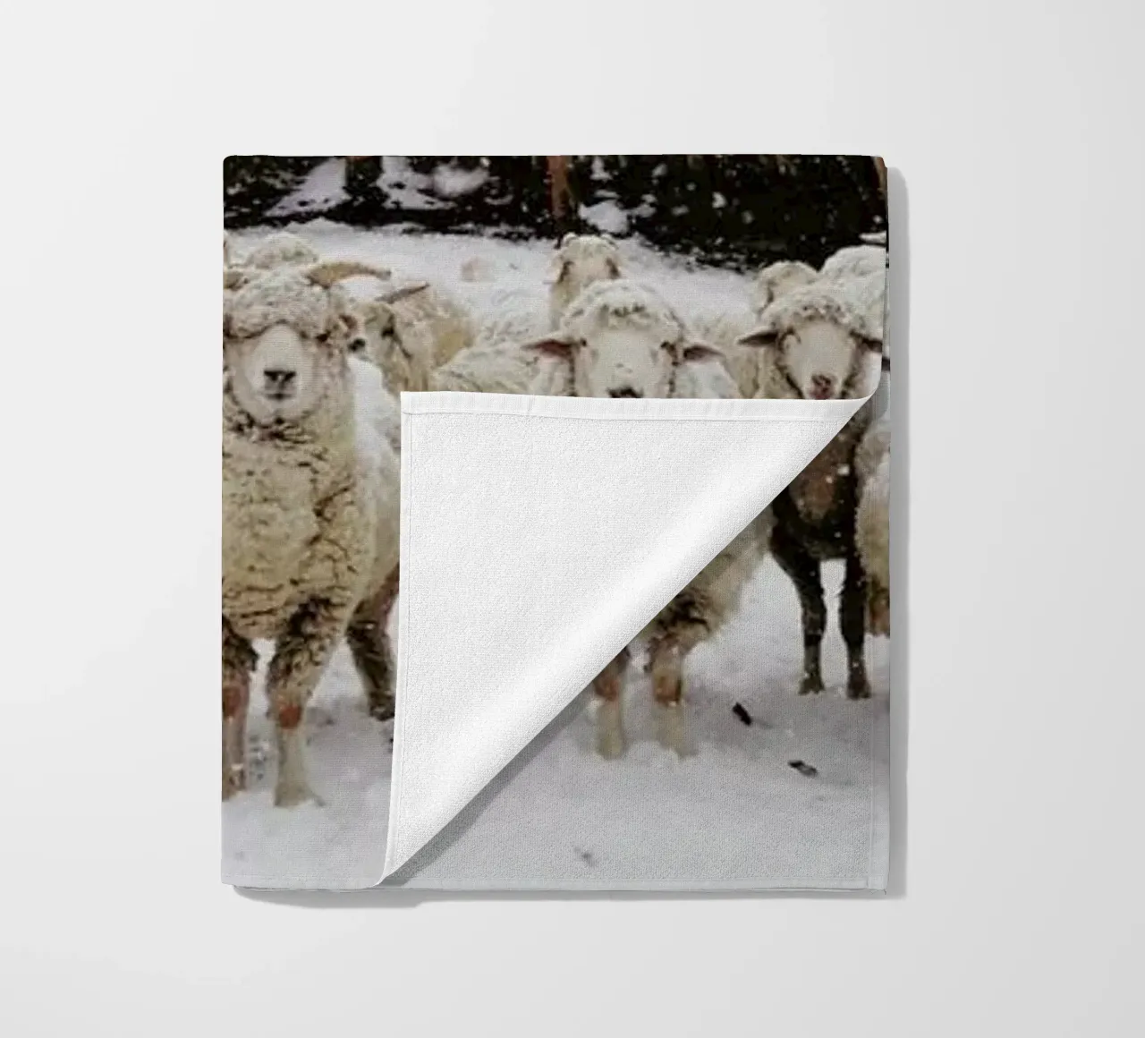 Snowy Sheep Stare telo mare da Kevin Russ