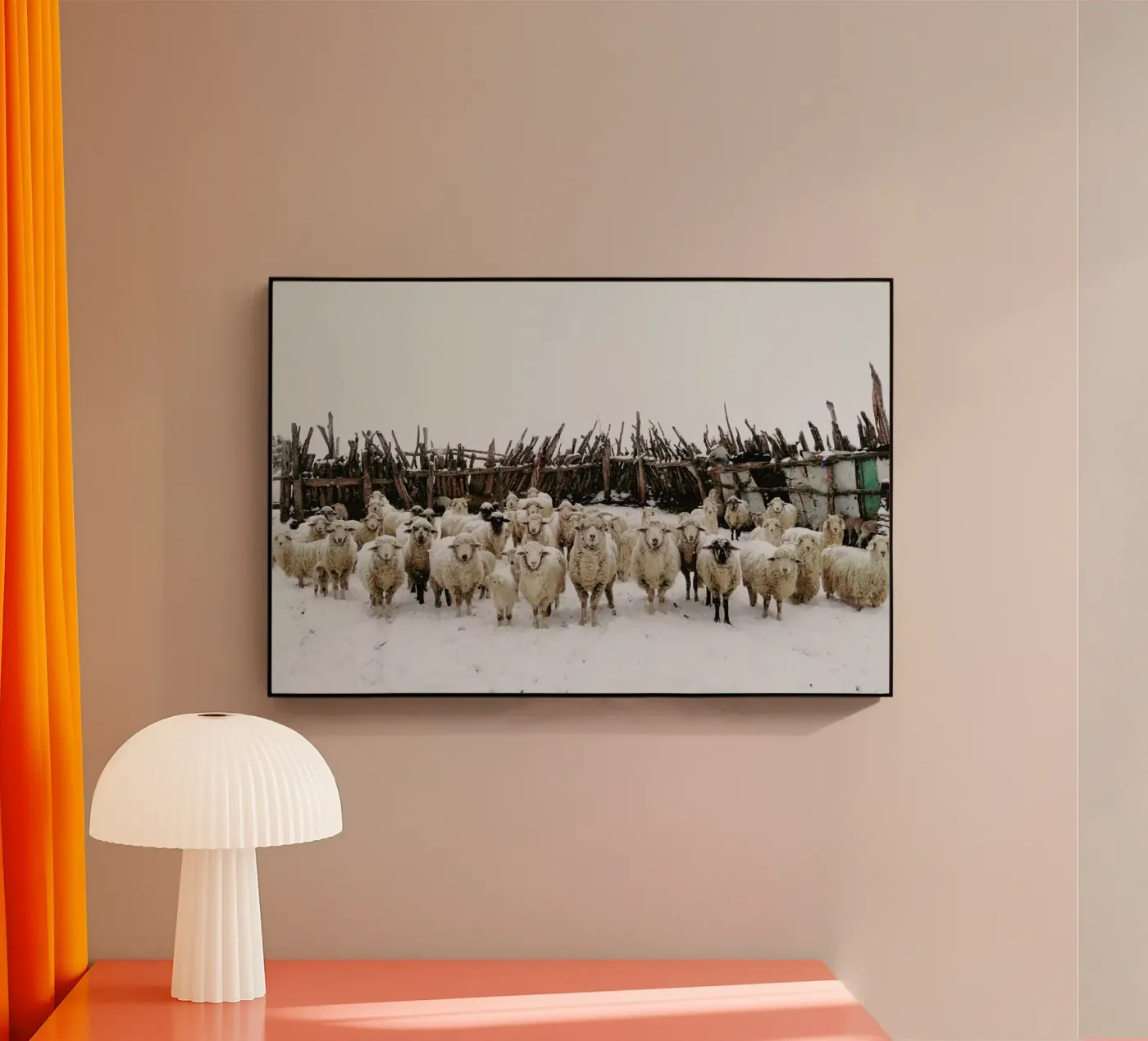 Snowy Sheep Stare plexiglass da Kevin Russ