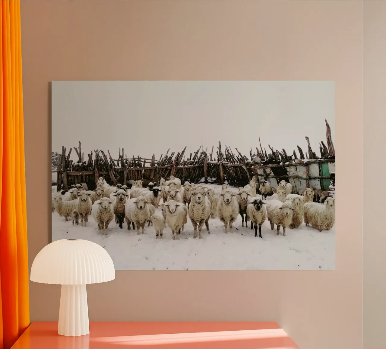 Snowy Sheep Stare plexiglass da Kevin Russ