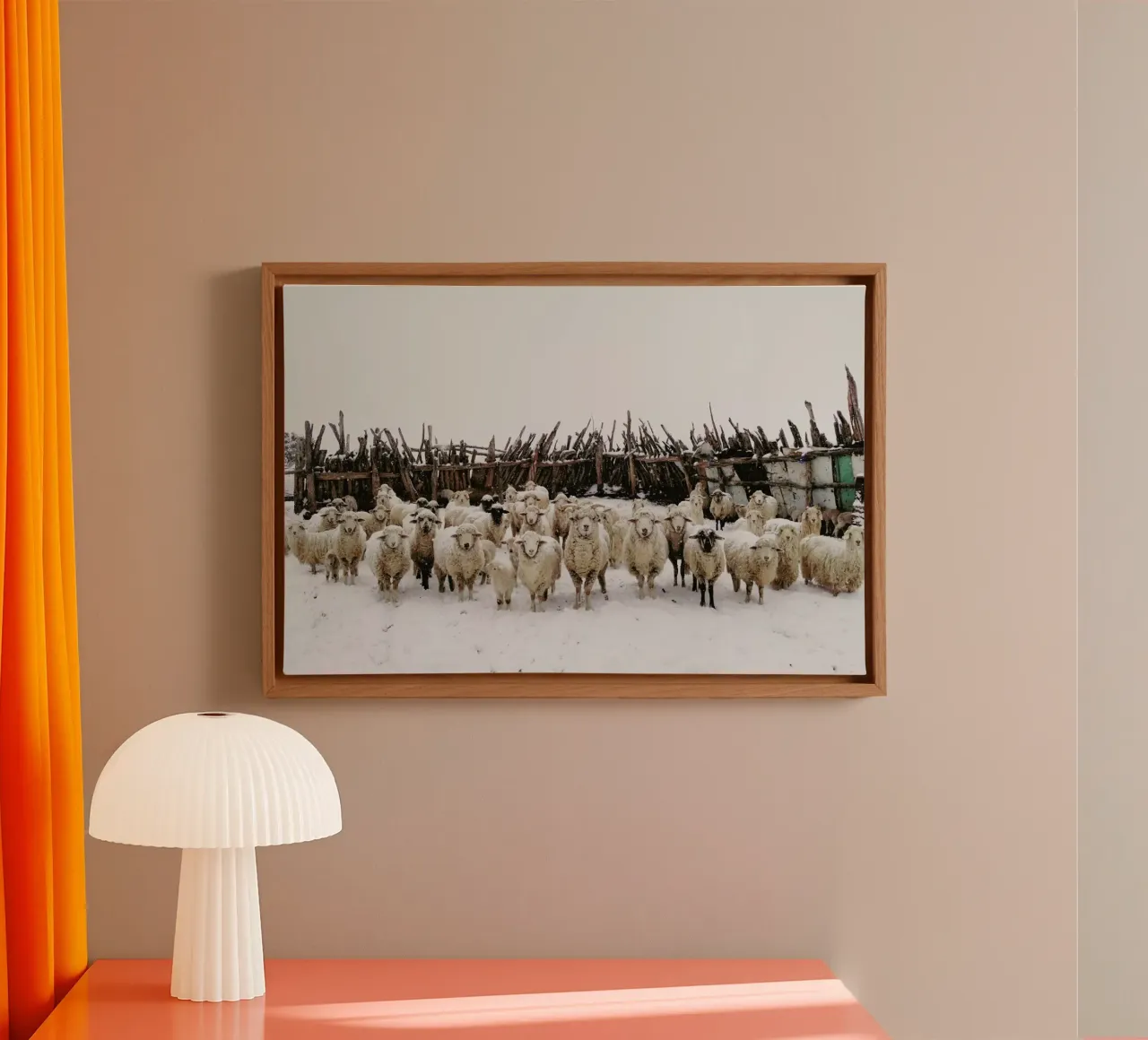 Snowy Sheep Stare tela con Cornice a cassetta da Kevin Russ