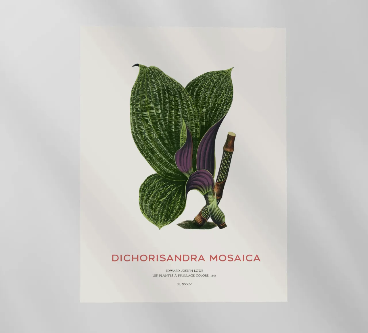 Dichorisandra Mosaica leaf pellicola backlit da Vintagrafica