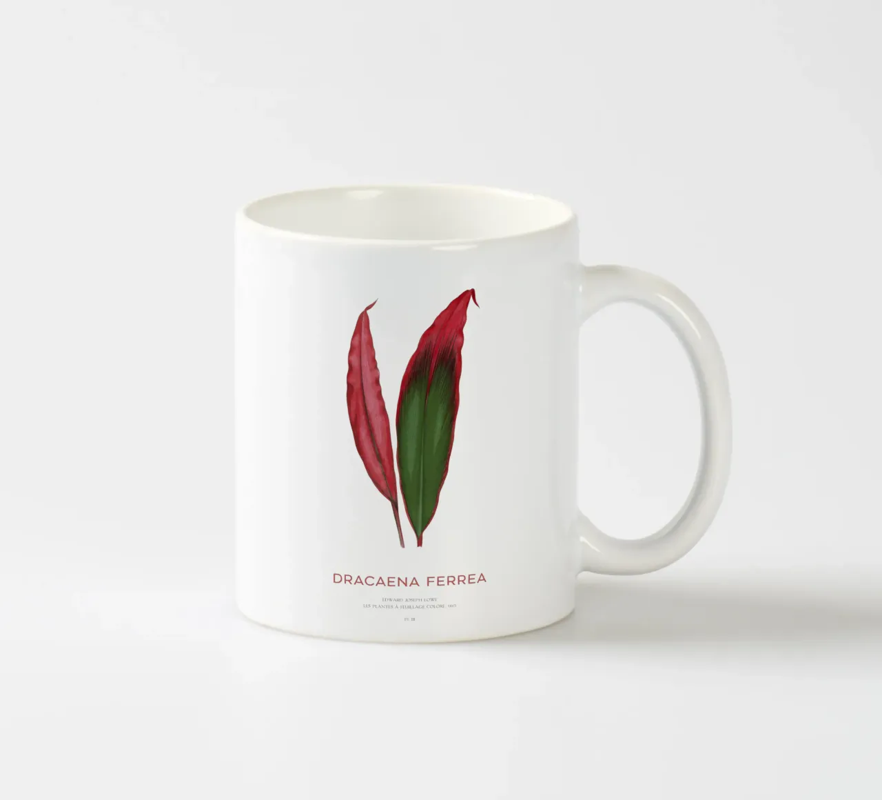 Pianta di Ti o Dracaena Ferrea tazza in ceramica da Vintagrafica