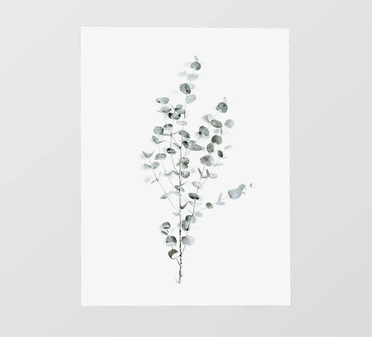 Eucalyptusbladeren - modern en licht fotobehang van Whole©