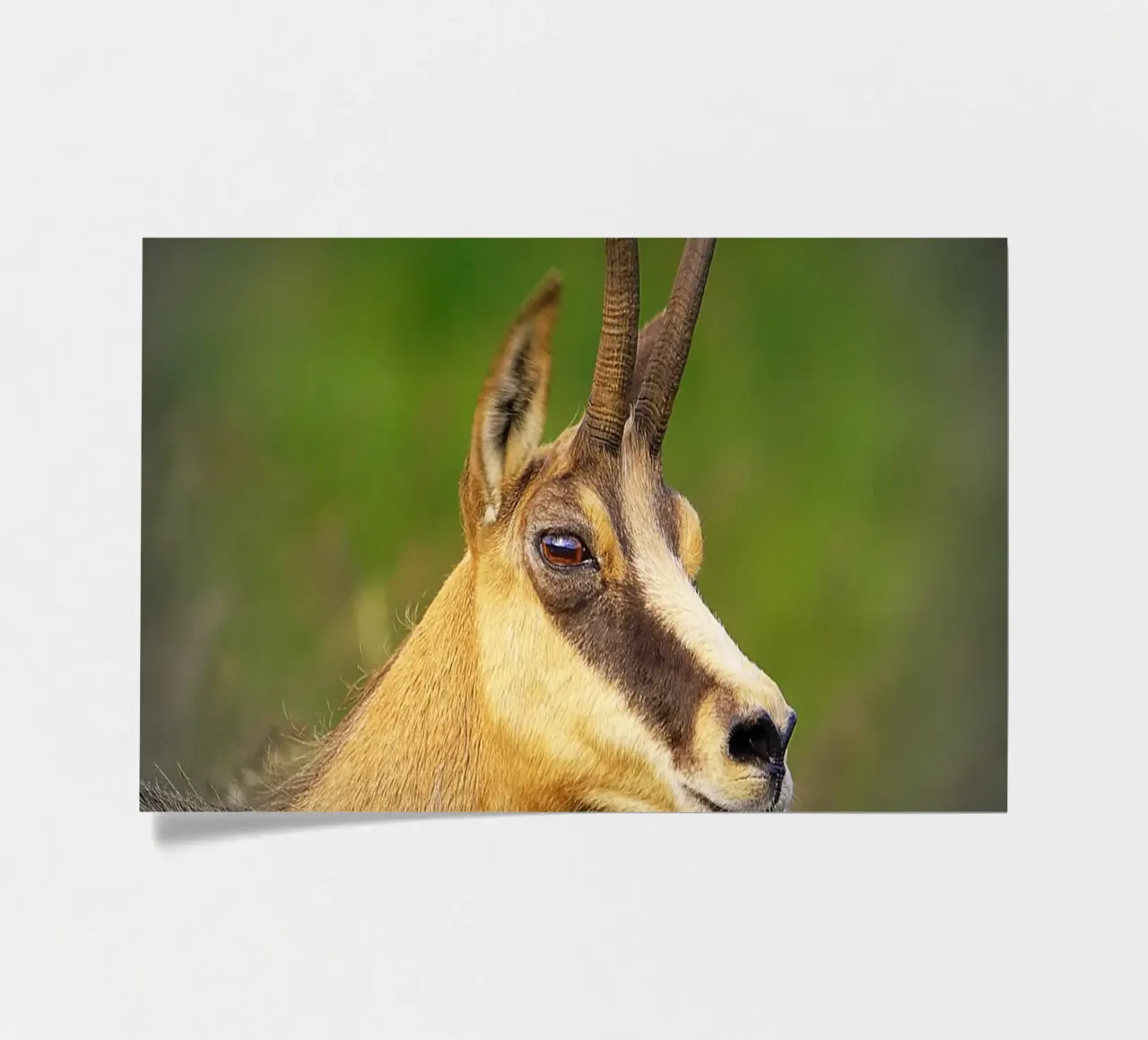 FAA67 sticker sheet by Thierry vobmann photography