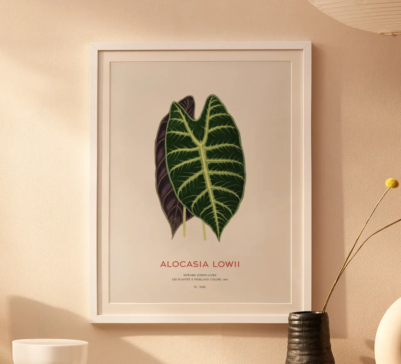 Alocasia Drachenzahn oder Alocasia Lowii Poster von Vintagrafica