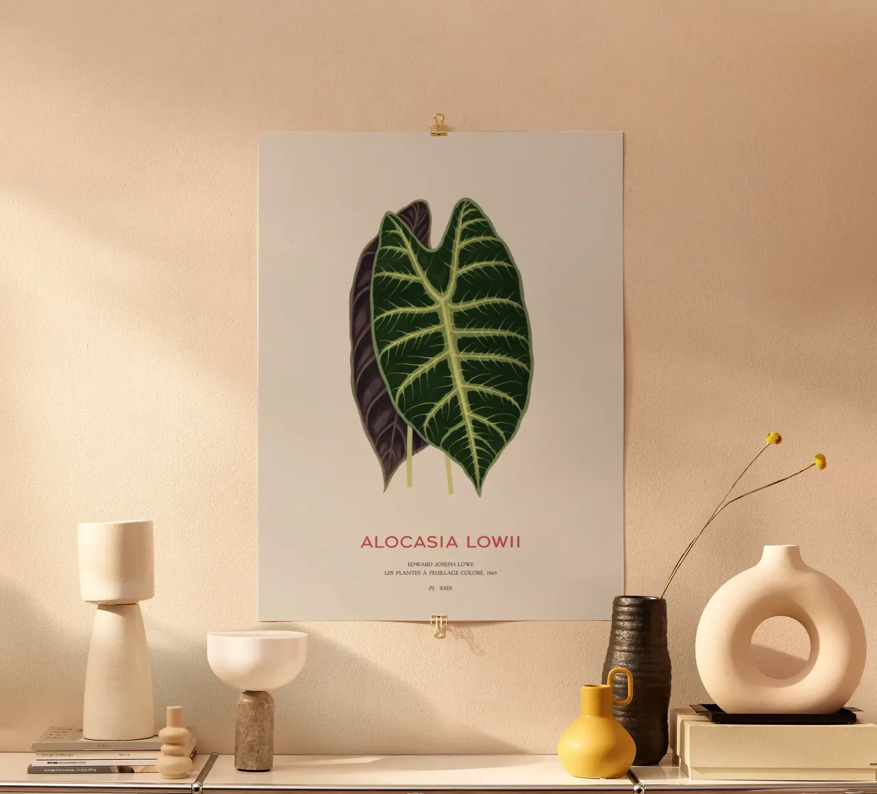 Alocasia Drachenzahn oder Alocasia Lowii Poster von Vintagrafica