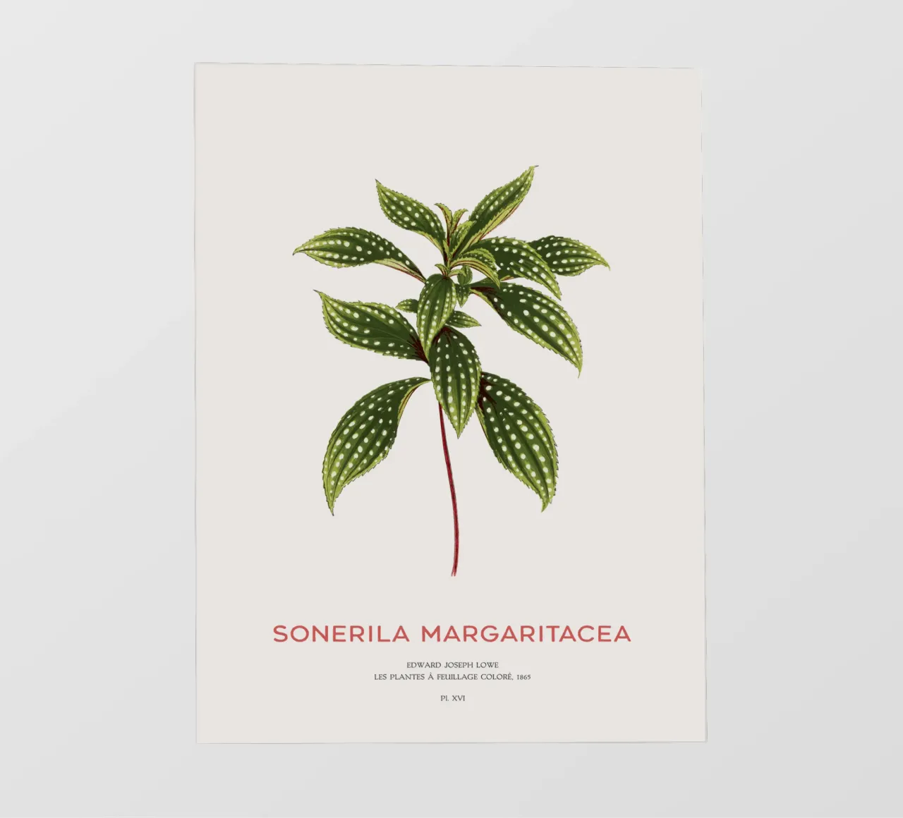 Sonerila a foglie maculate o Sonerila Magaritacea pellicola backlit da Vintagrafica
