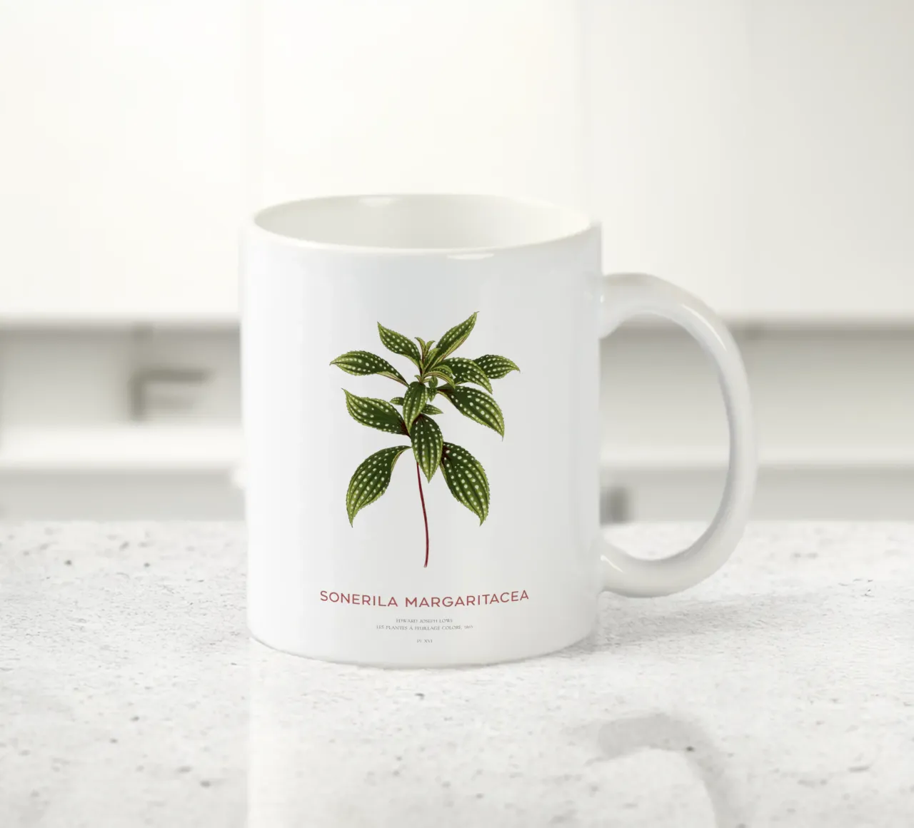 Sonerila a foglie maculate o Sonerila Magaritacea tazza in ceramica da Vintagrafica