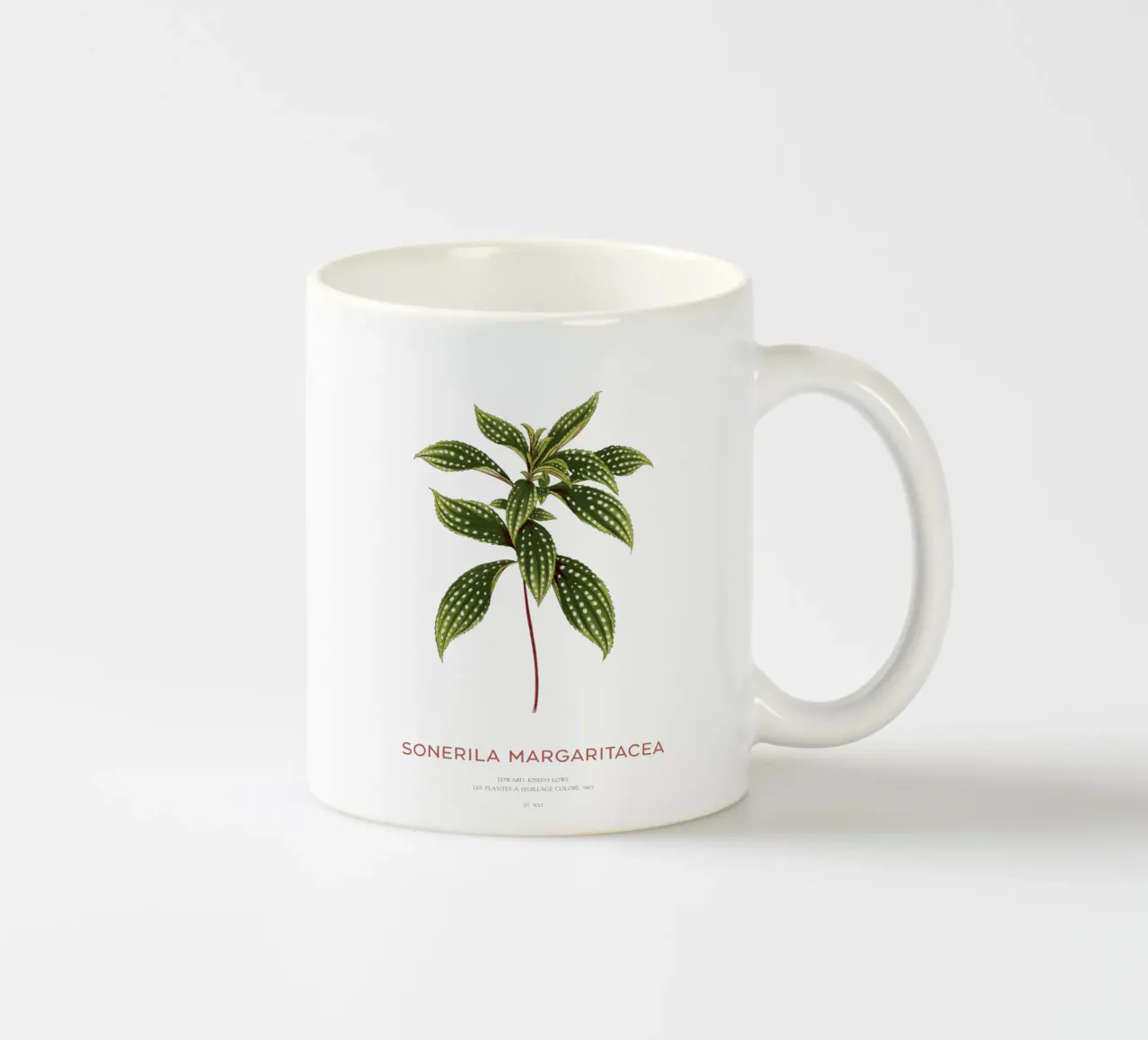 Sonerila a foglie maculate o Sonerila Magaritacea tazza in ceramica da Vintagrafica