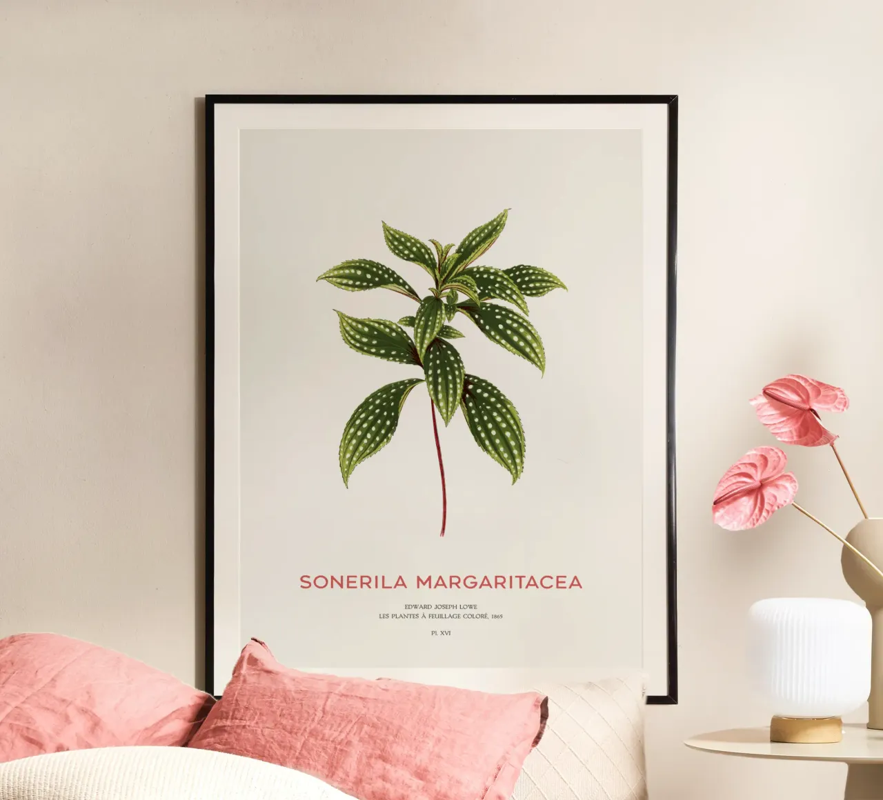 Sonerila a foglie maculate o Sonerila Magaritacea poster da Vintagrafica