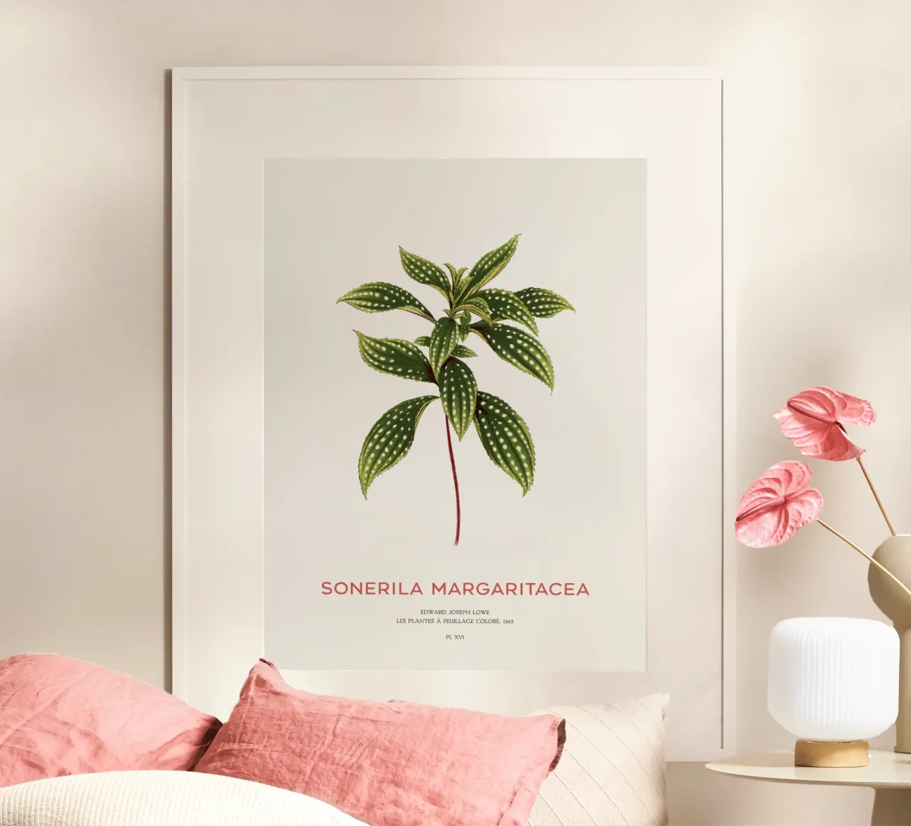 Sonerila a foglie maculate o Sonerila Magaritacea poster da Vintagrafica