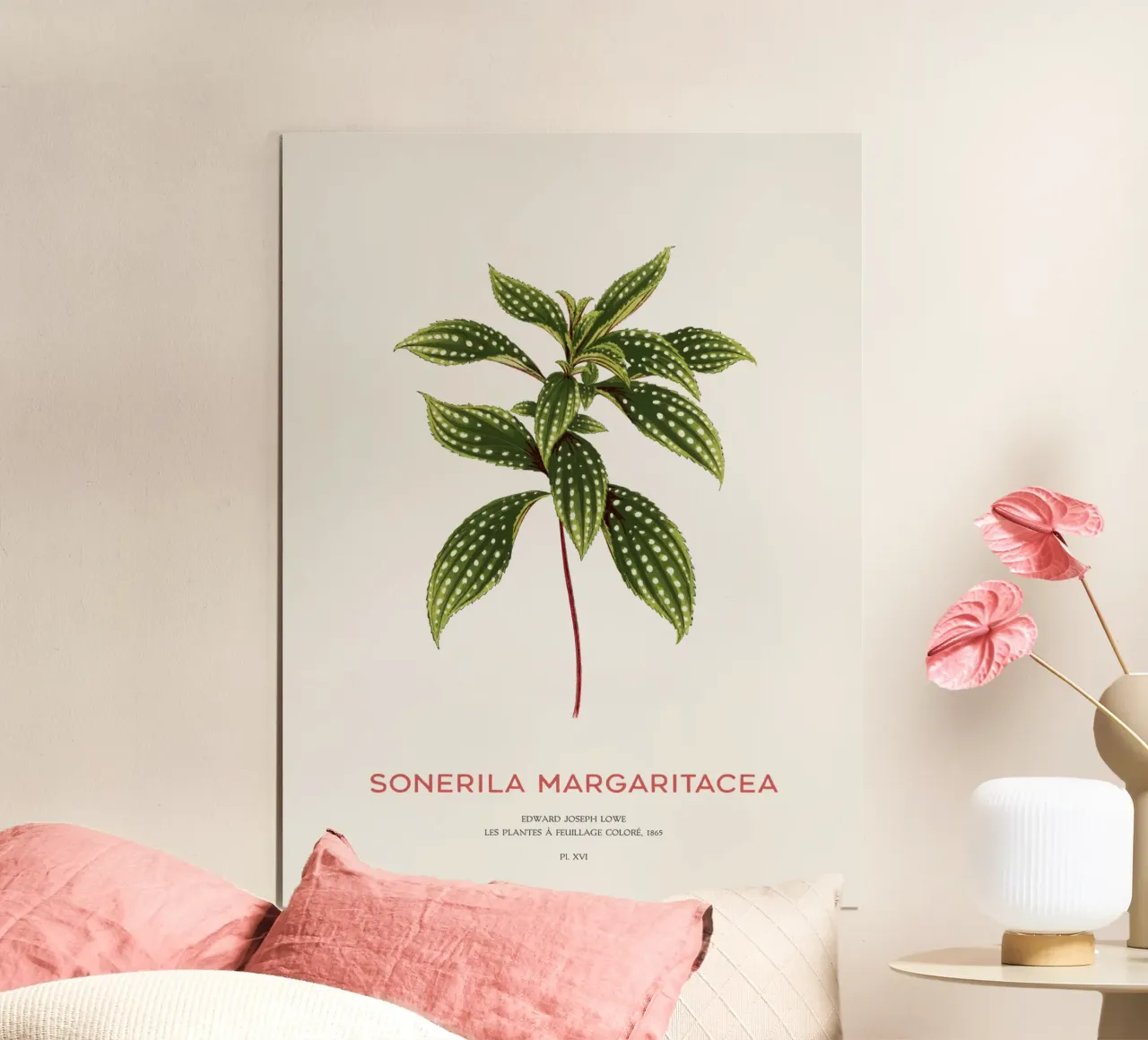 Sonerila a foglie maculate o Sonerila Magaritacea poster da Vintagrafica