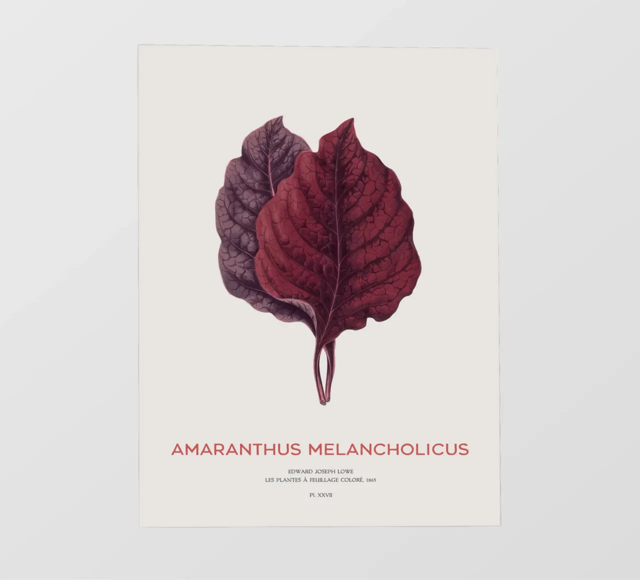 Essbarer Amaranth oder Amaranthus Melancholicus Backlit Folie von Vintagrafica