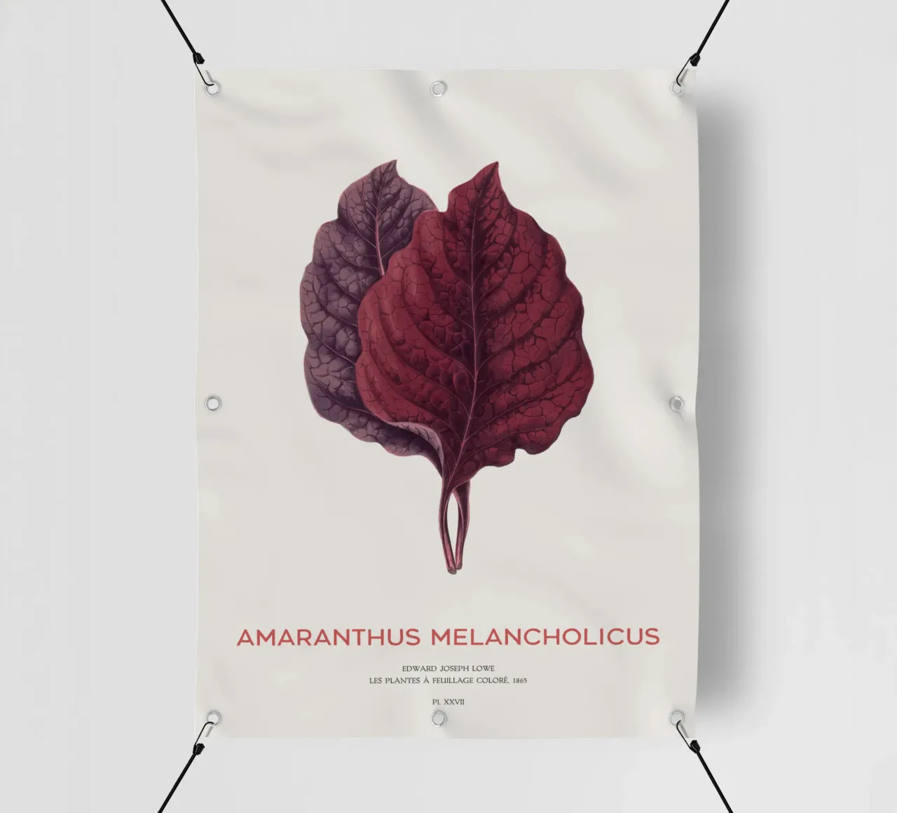 Essbarer Amaranth oder Amaranthus Melancholicus PVC Plane von Vintagrafica