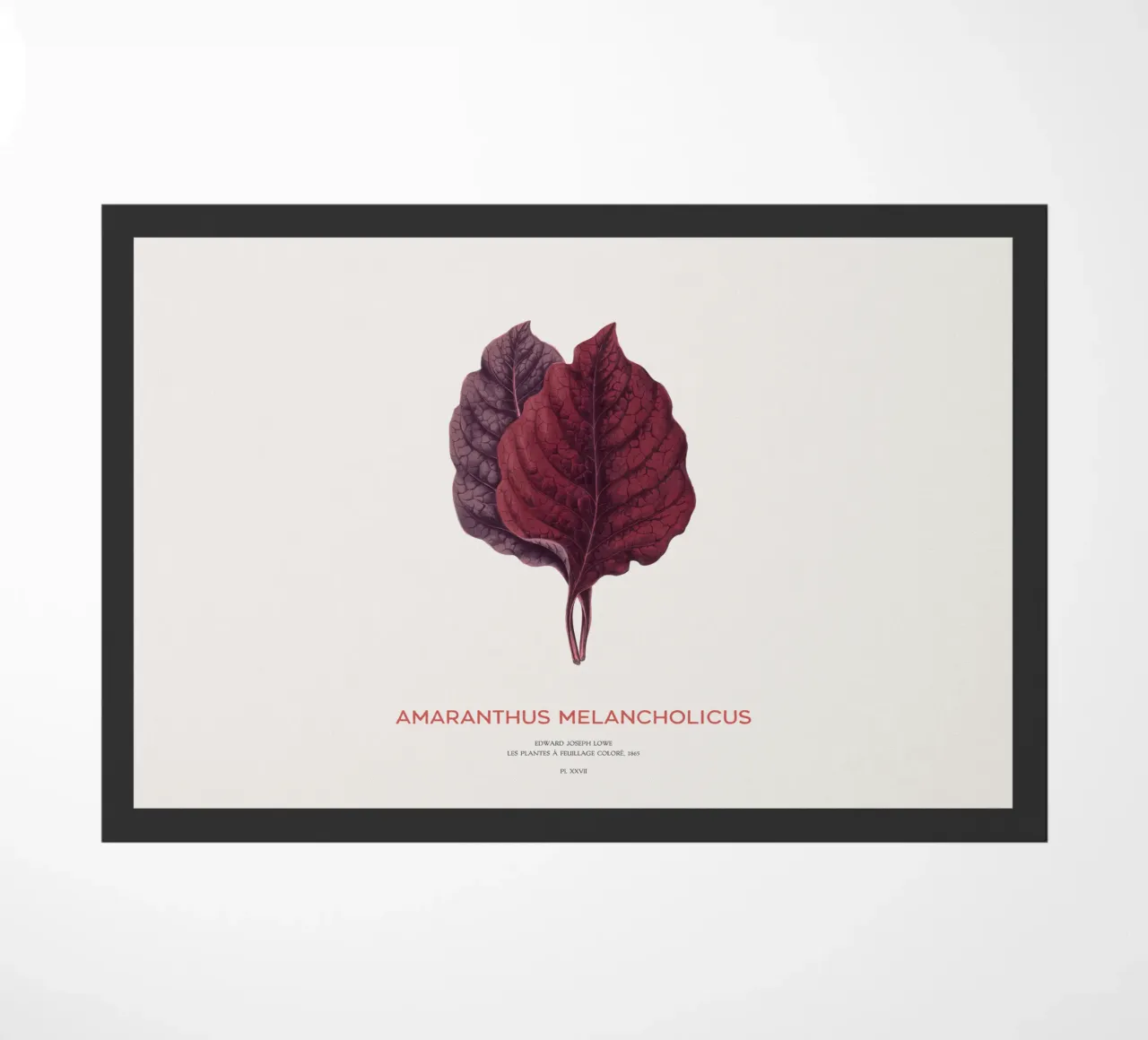 Essbarer Amaranth oder Amaranthus Melancholicus Fußmatte von Vintagrafica