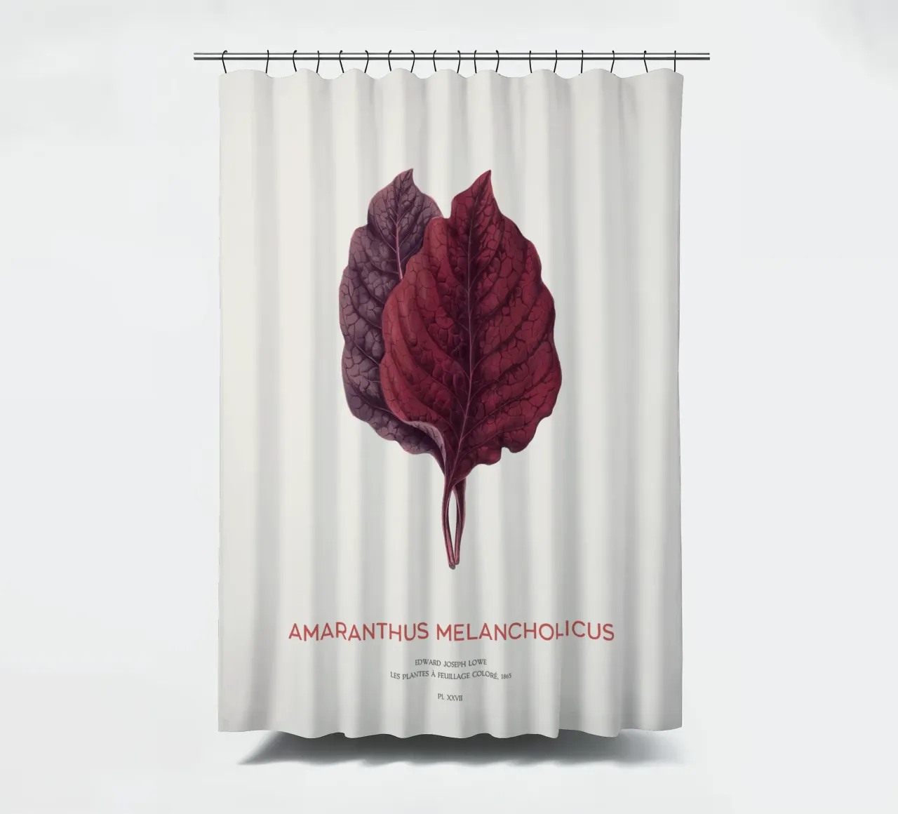 Essbarer Amaranth oder Amaranthus Melancholicus Duschvorhang von Vintagrafica