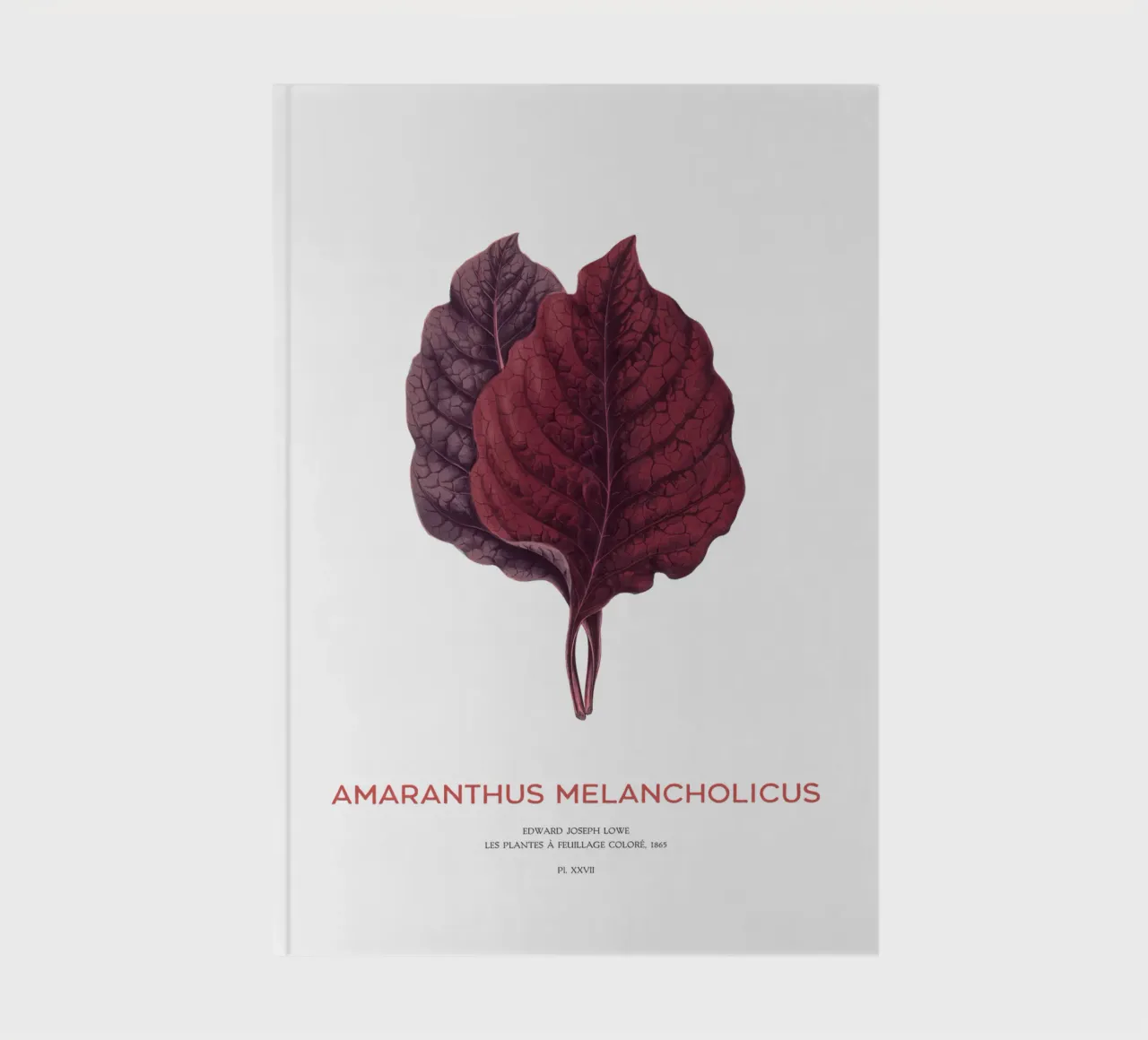 Essbarer Amaranth oder Amaranthus Melancholicus Notizbuch von Vintagrafica