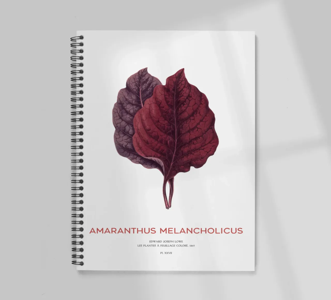 Essbarer Amaranth oder Amaranthus Melancholicus Ringbuch von Vintagrafica