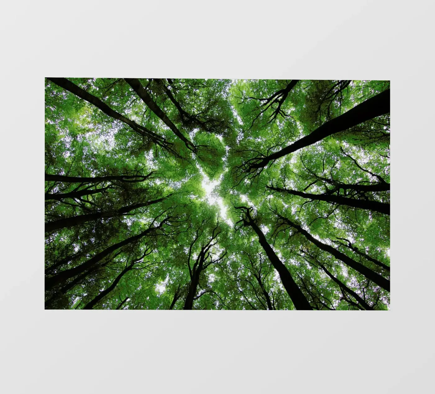 Beechwood pellicola backlit da Marc Gruninger