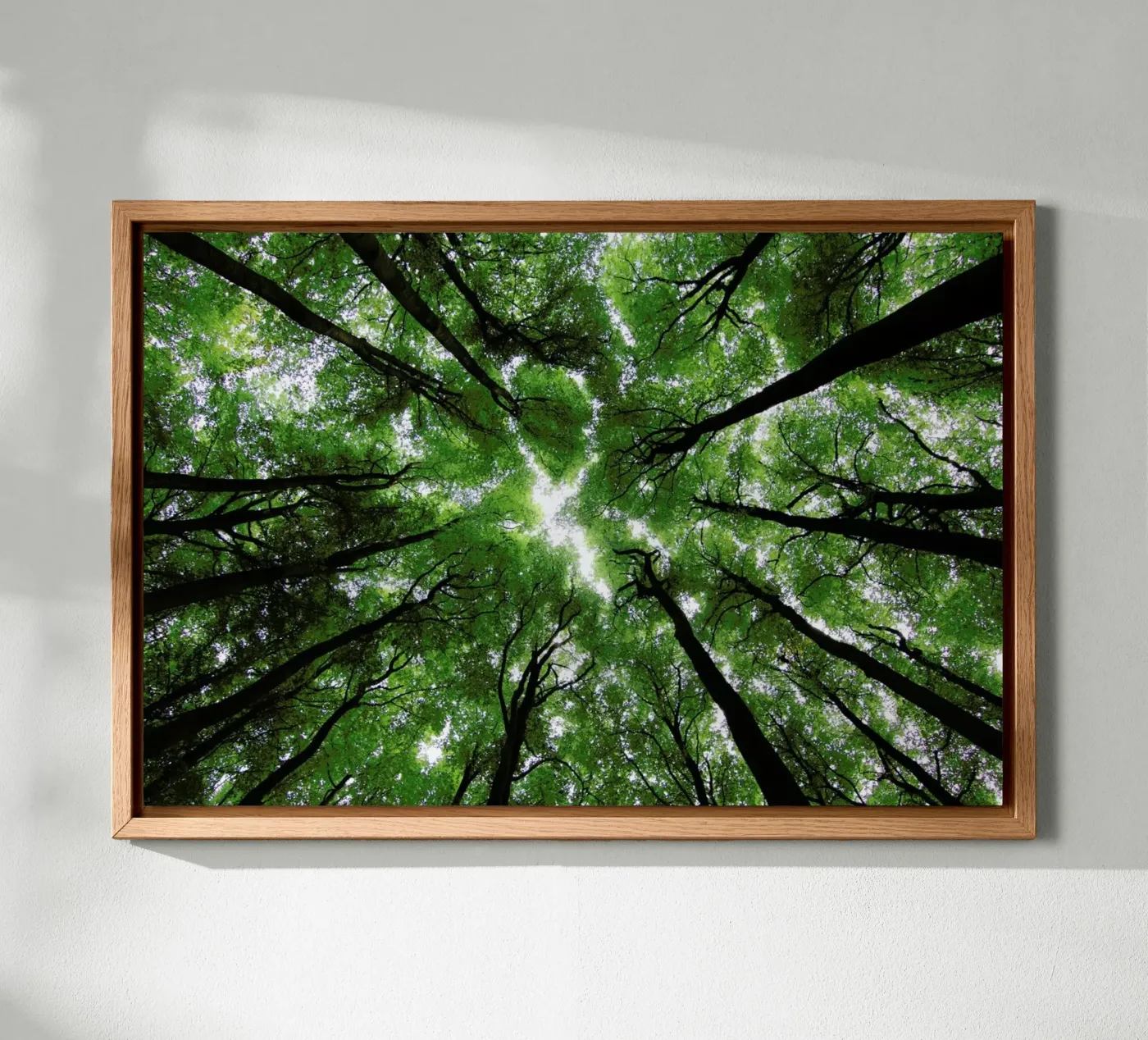 Beechwood tela da Marc Gruninger