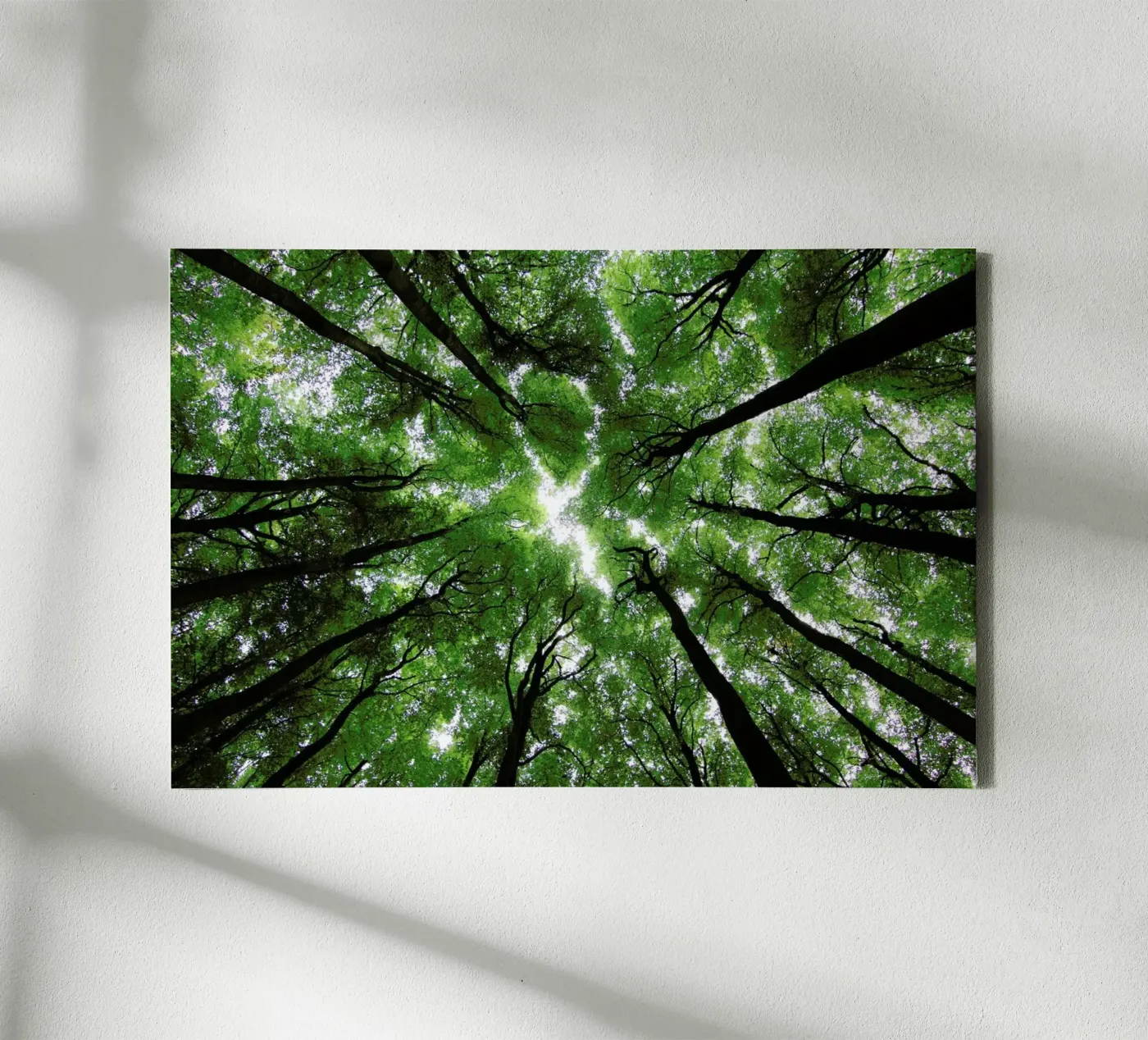 Beechwood tela da Marc Gruninger