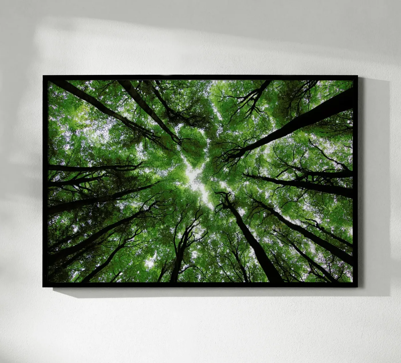 Beechwood poster by Marc Gruninger