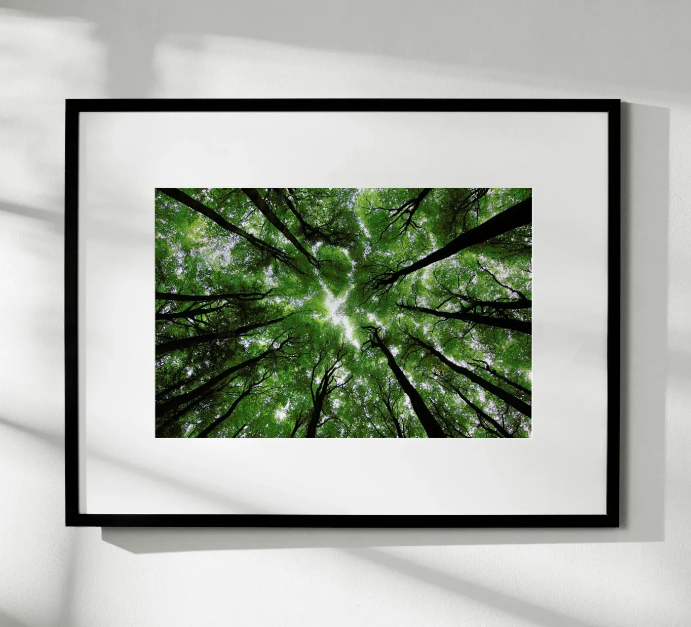 Beechwood poster by Marc Gruninger