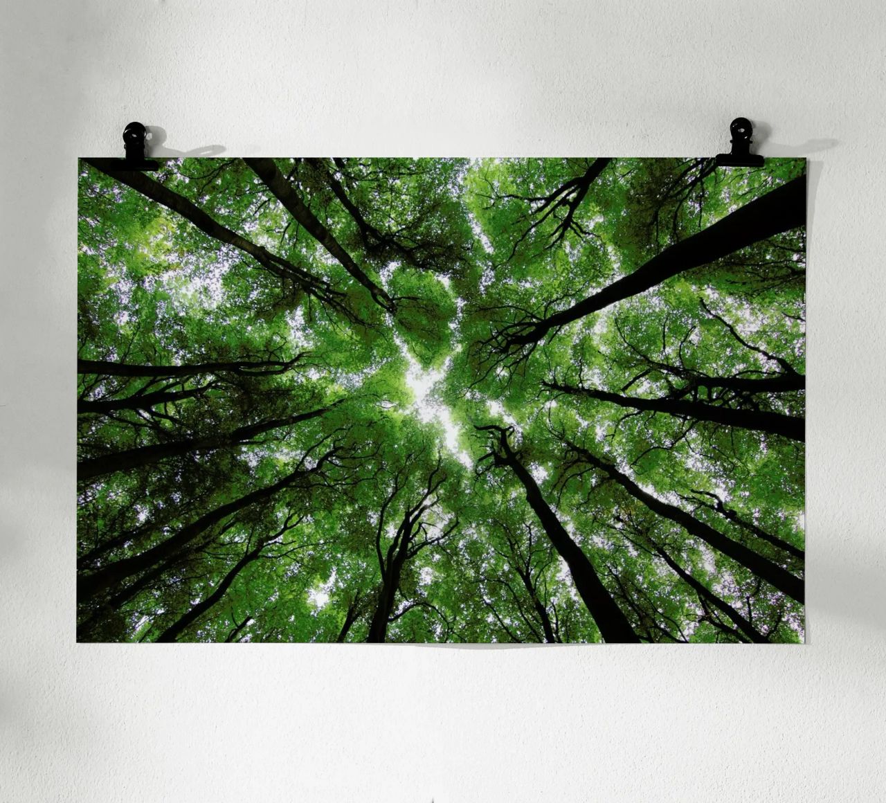 Beechwood Poster von Marc Gruninger