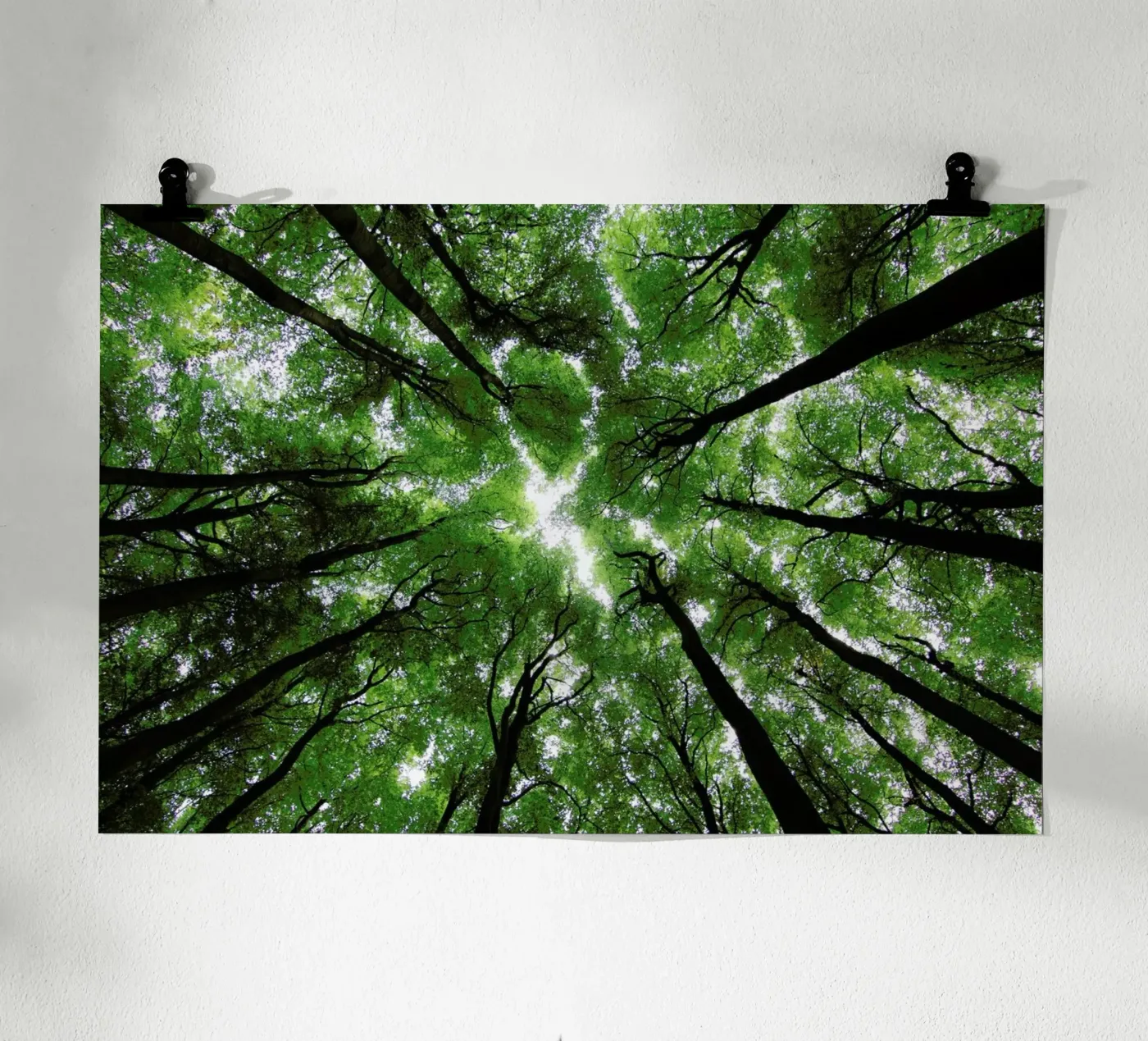 Beechwood poster by Marc Gruninger