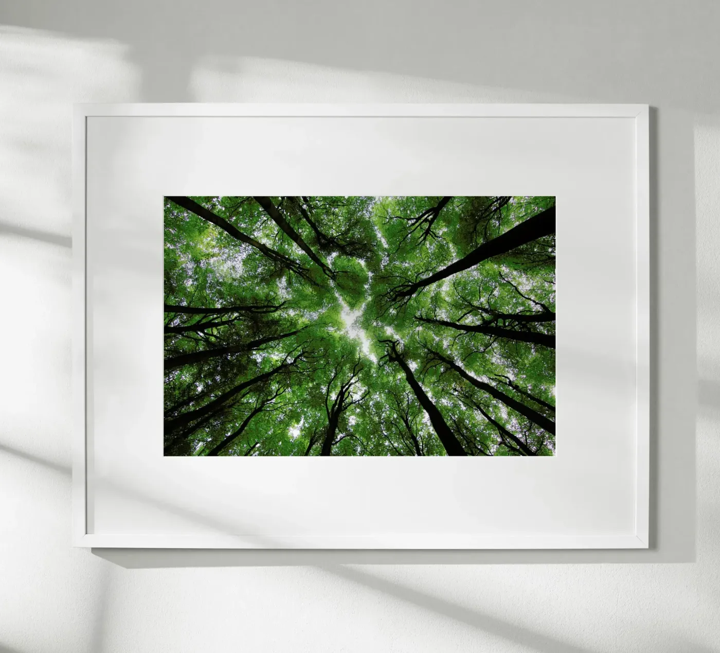 Beechwood poster by Marc Gruninger