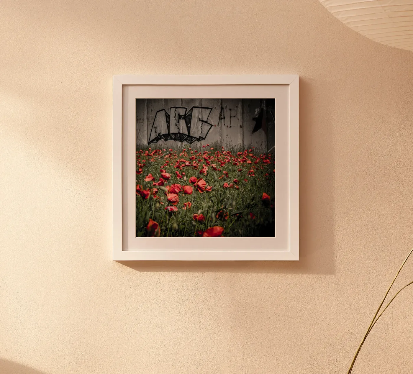 Roter Mohn Poster von photokult.rr