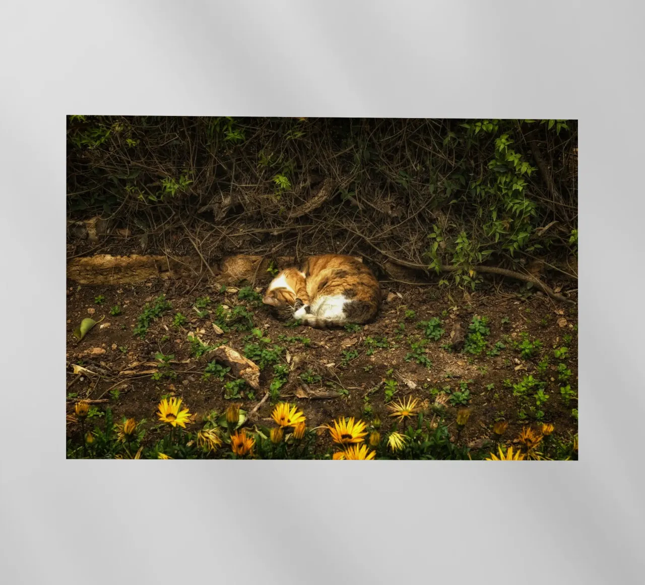 Gatto che dorme pellicola backlit da Curious Collections by Marielle Leenders
