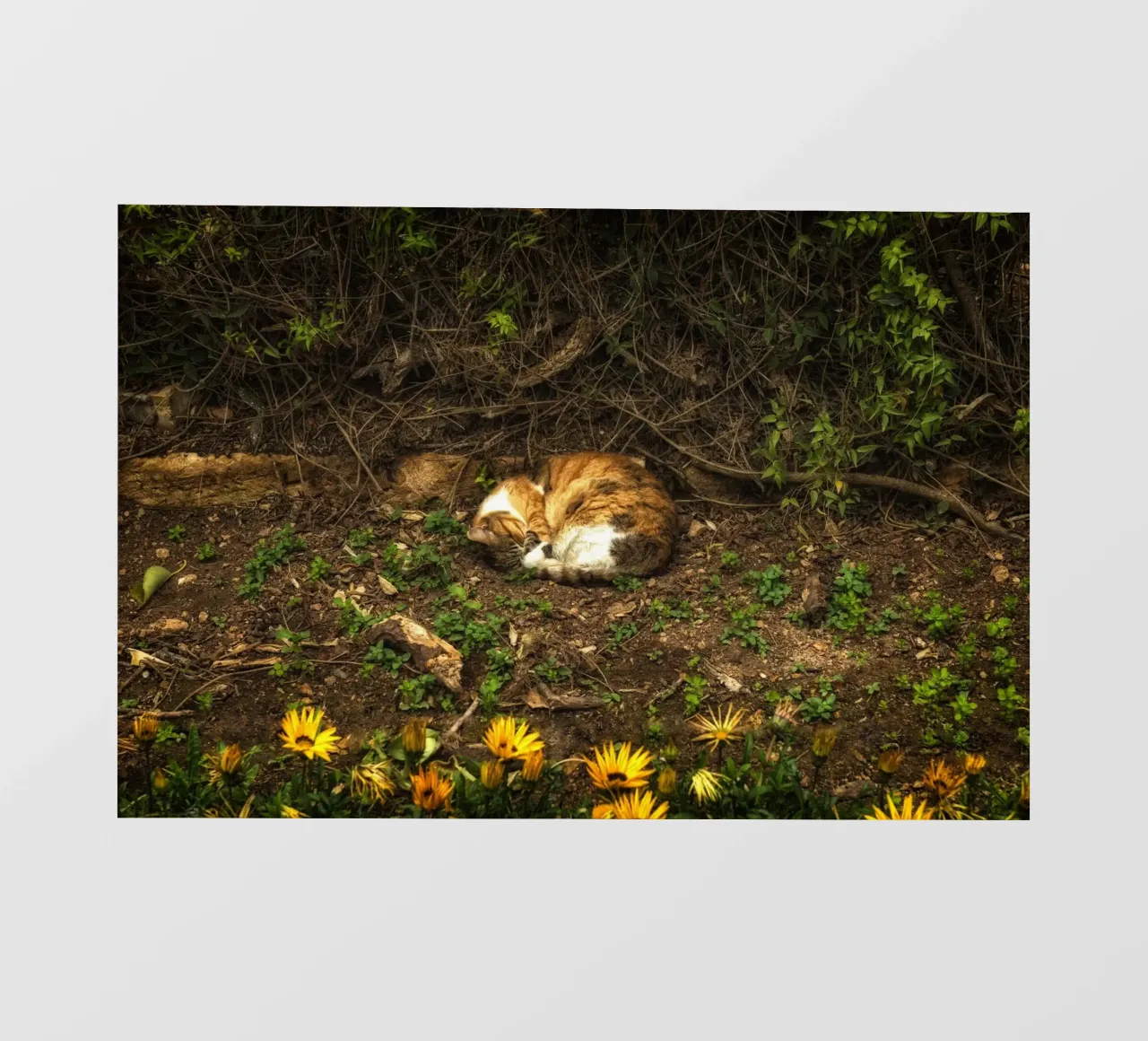 Gatto che dorme pellicola backlit da Curious Collections by Marielle Leenders