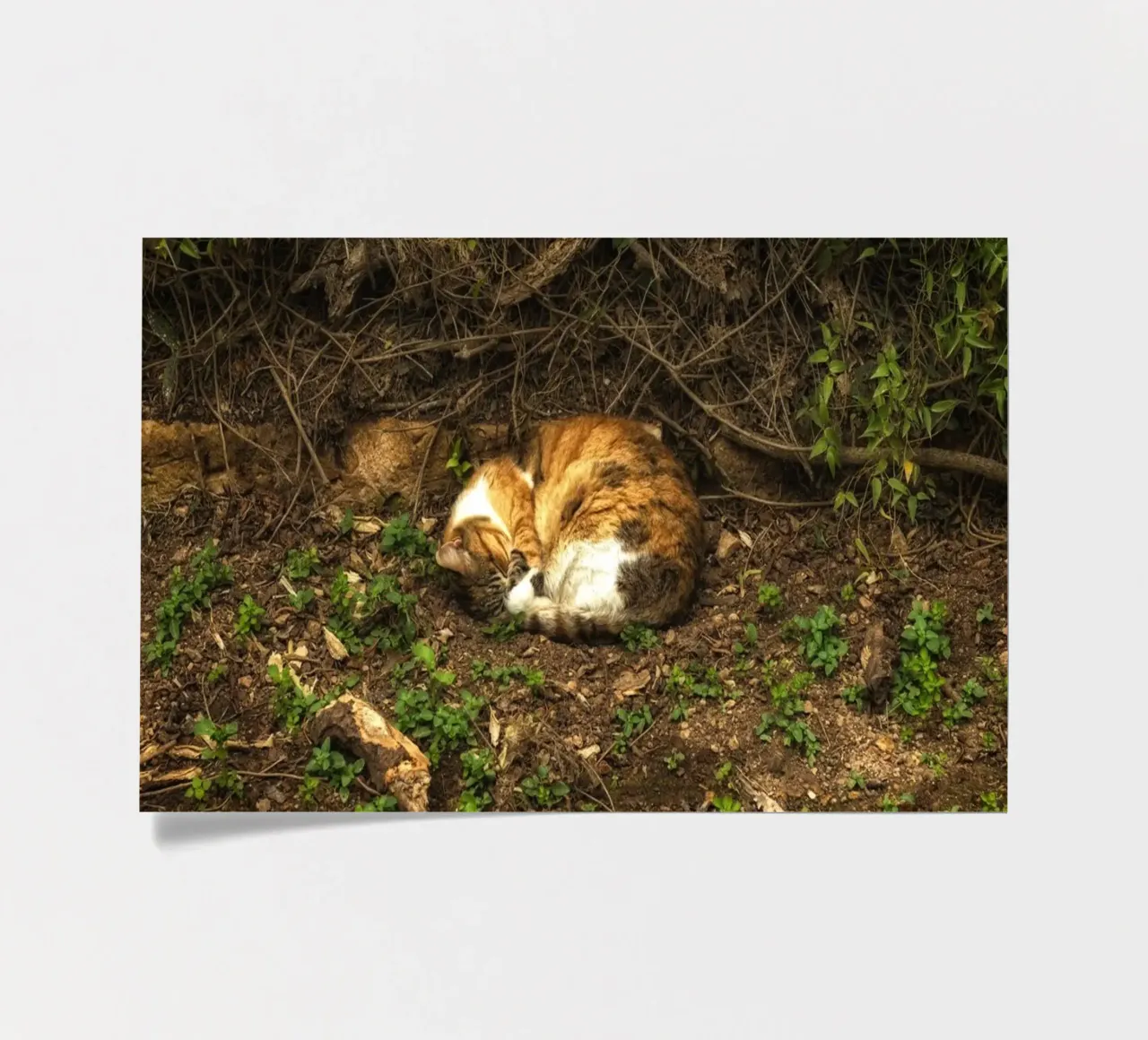 Sleeping Cat sticker sheet by Curious Collections by Marielle Leenders