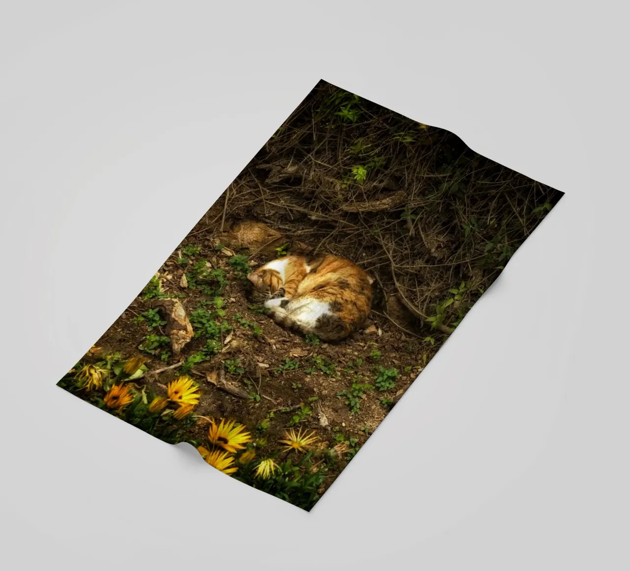 Sleeping Cat telo mare da Curious Collections by Marielle Leenders