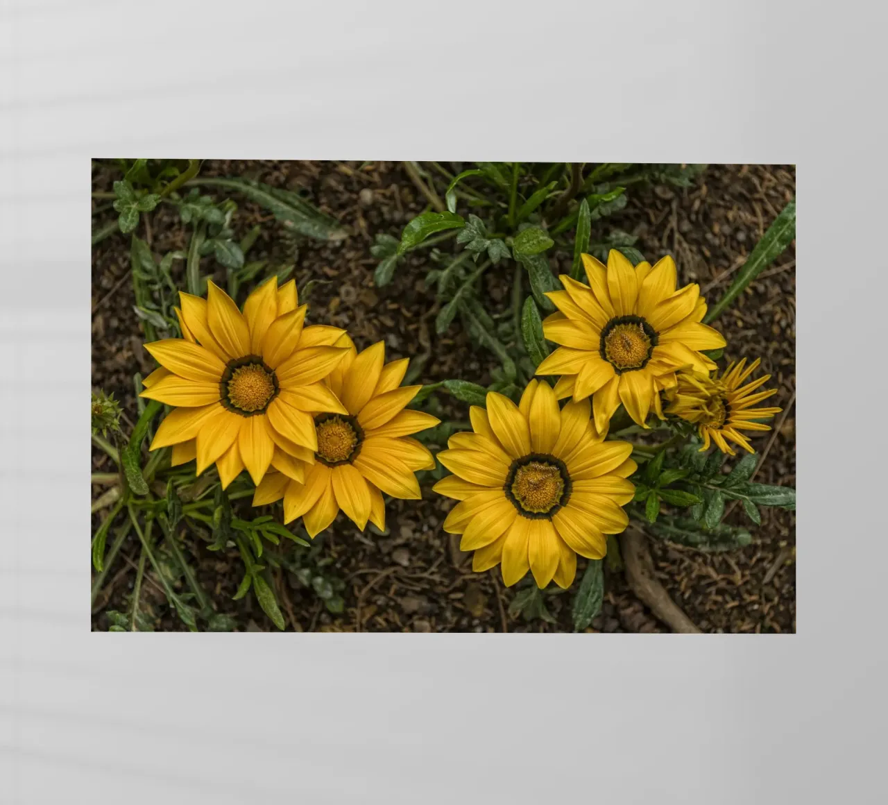 Fiori d'oro pellicola backlit da Curious Collections by Marielle Leenders