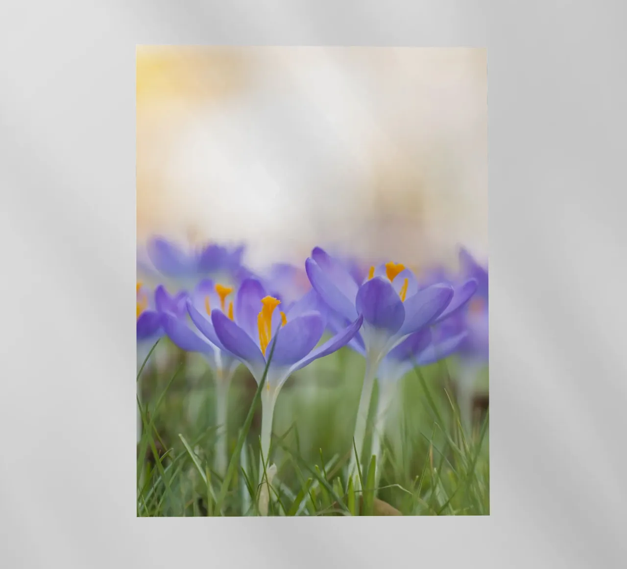 Crochi viola pellicola backlit da Curious Collections by Marielle Leenders