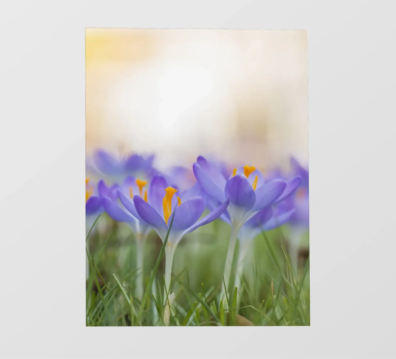 Crochi viola pellicola backlit da Curious Collections by Marielle Leenders
