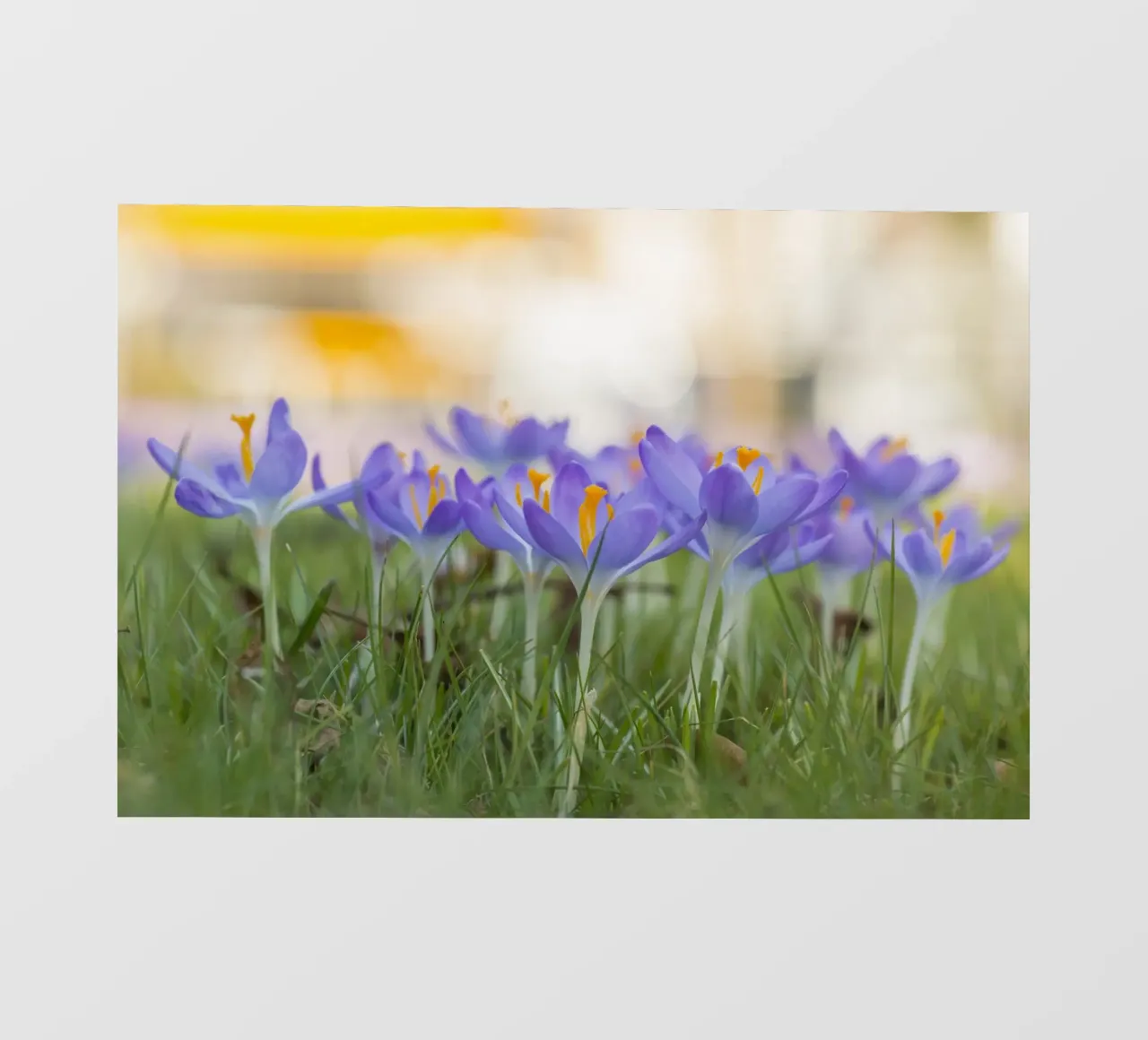 Purple Crocuses photo wallpaper by Curious Collections by Marielle Leenders