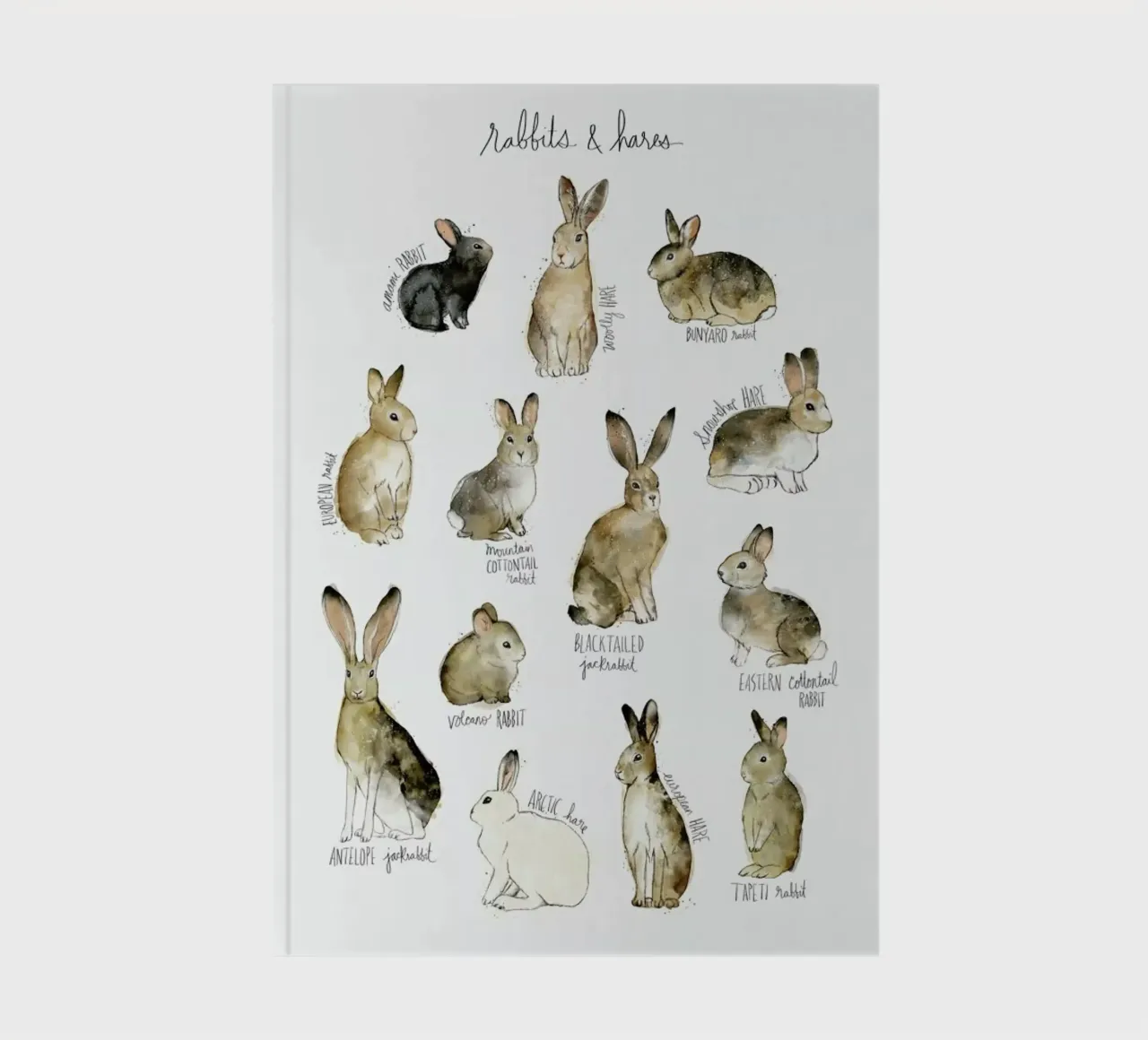 Rabbits and Hares notebook by Amy Hamilton