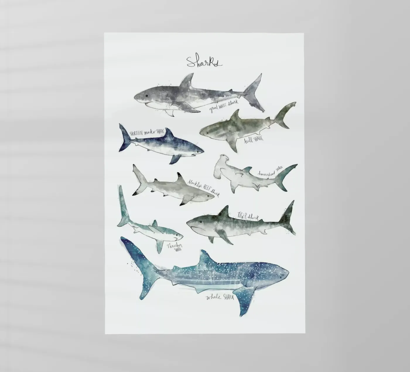 Sharks pellicola backlit da Amy Hamilton