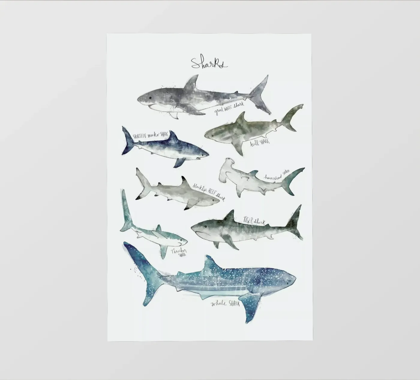 Sharks pellicola backlit da Amy Hamilton