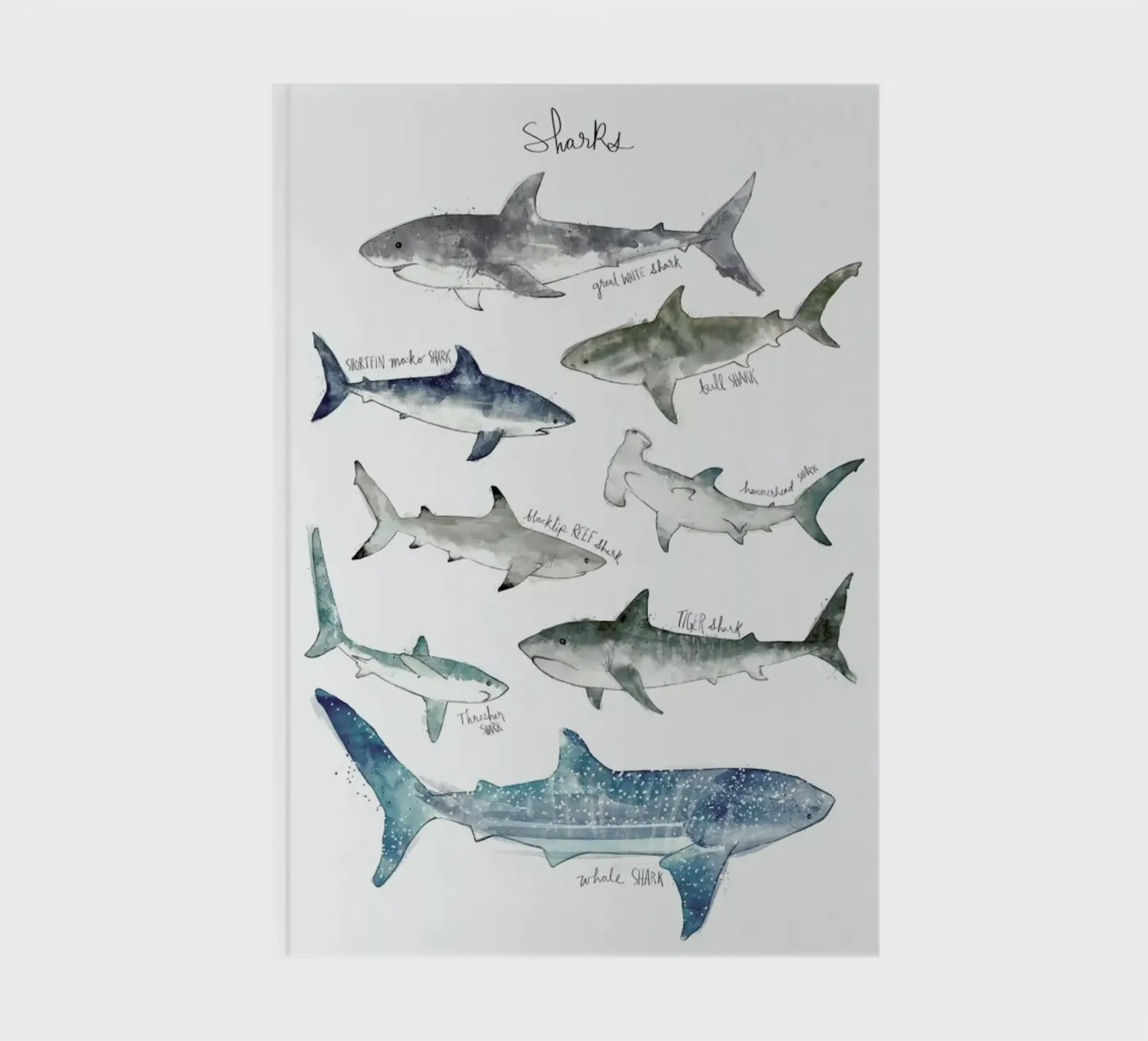 Sharks notebook by Amy Hamilton