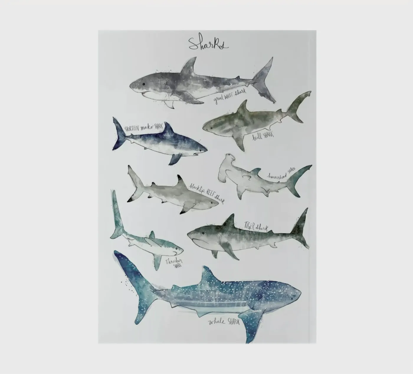 Sharks notebook by Amy Hamilton