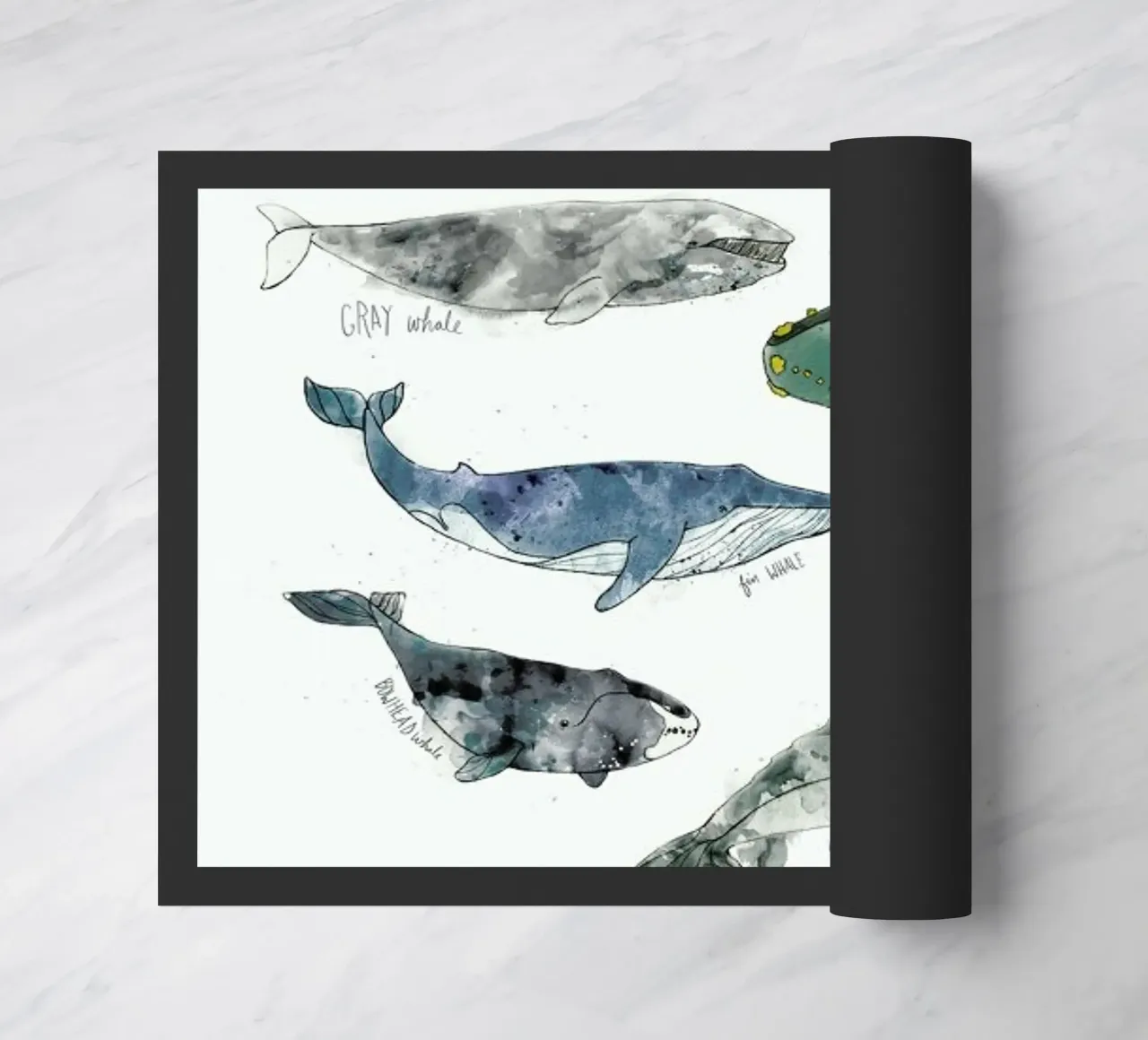 Whales zerbino da Amy Hamilton