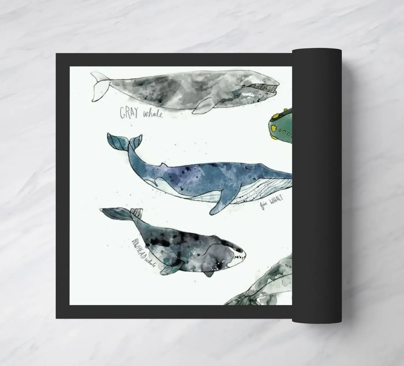 Whales zerbino da Amy Hamilton