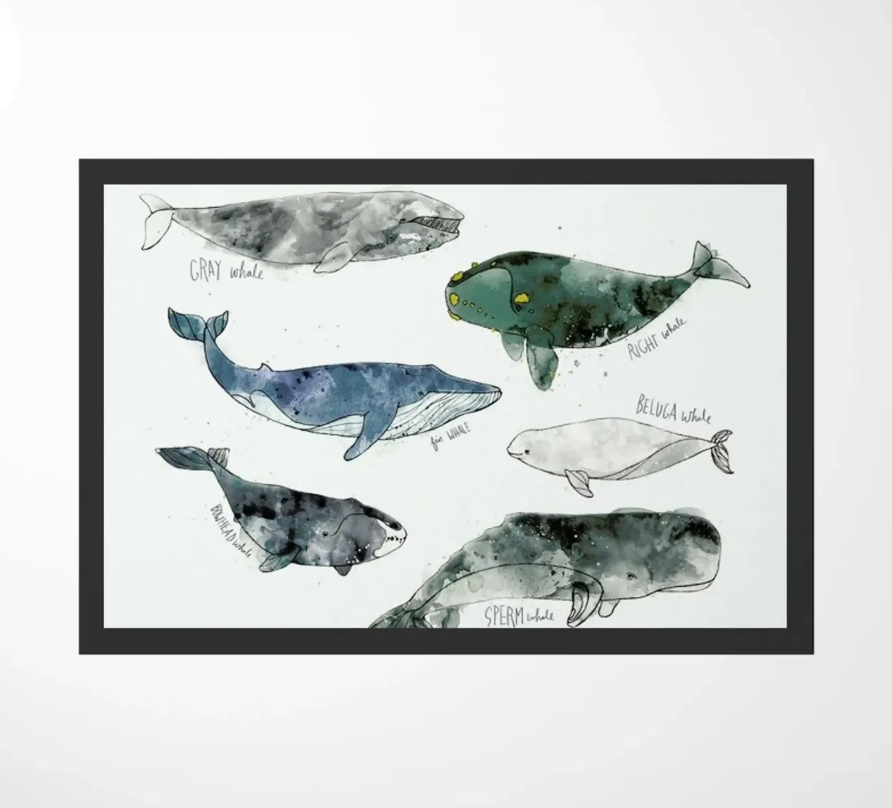 Whales zerbino da Amy Hamilton